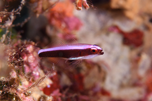ภาพ ปลาบู่จิ๋วม่วง (Eviota dorsopurpurea)
