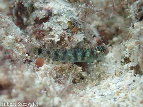 ภาพ ปลาบู่จิ๋วแคระบู่ (Eviota epiphanes)