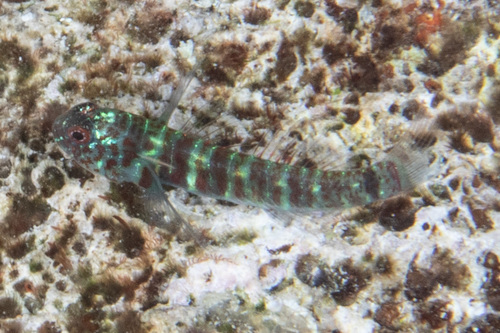 ภาพ ปลาบู่จิ๋วลายขวาง (Eviota fasciola)