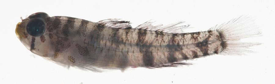 ภาพ ปลาบู่จิ๋ว lacrimosa (Eviota lacrimosa)