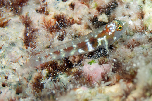 ภาพ ปลาบู่จิ๋วลายบั้งแคระบู่ (Eviota latifasciata)
