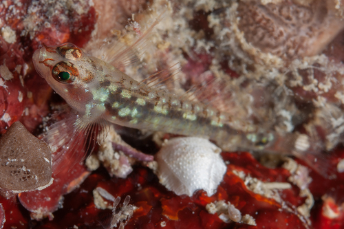 ภาพ ปลาบู่จิ๋ว longirostris (Eviota longirostris)