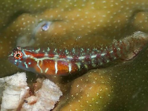 ภาพ ปลาบู่จิ๋ว maculosa (Eviota maculosa)