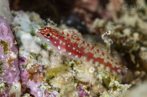 ภาพ ปลาบู่จิ๋วแดง (Eviota marerubrum)