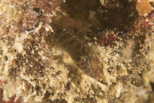 ภาพ ปลาบู่จิ๋ว nebulosa (Eviota nebulosa)