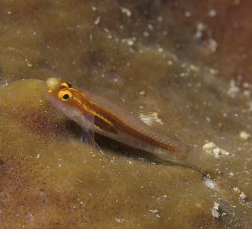 ภาพ ปลาบู่จิ๋ว nigrispina (Eviota nigrispina)