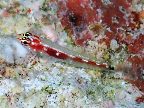 ภาพ ปลาบู่จิ๋วเทียม (Eviota oculineata)