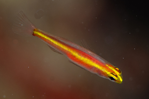 ภาพ ปลาบู่จิ๋ว pamae (Eviota pamae)