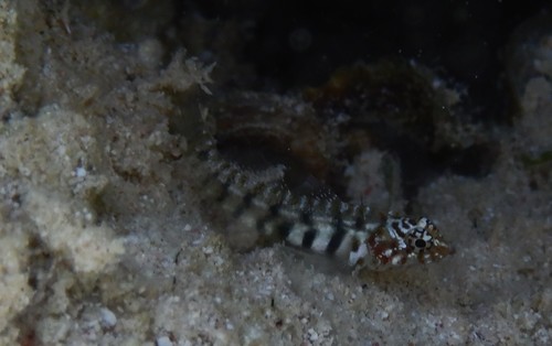 ภาพ ปลาบู่จิ๋วลายเสือดาว (Eviota pardalota)