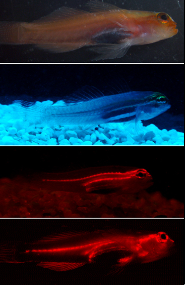 ภาพ ปลาบู่จิ๋วนีออนแคระบู่ (Eviota pellucida)