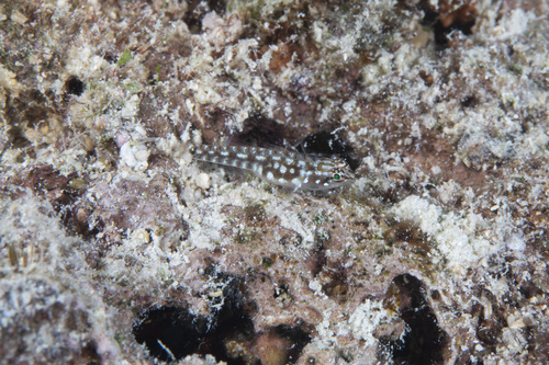 ภาพ ปลาบู่จิ๋วลายม้าลาย (Eviota pseudozebrina)