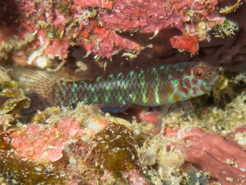 ภาพ ปลาบู่จิ๋ว punctulata (Eviota punctulata)