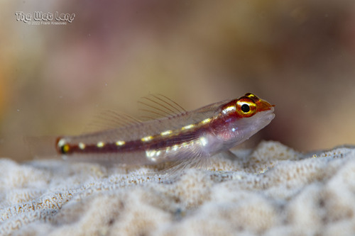 ภาพ ปลาบู่จิ๋ว punyit (Eviota punyit)