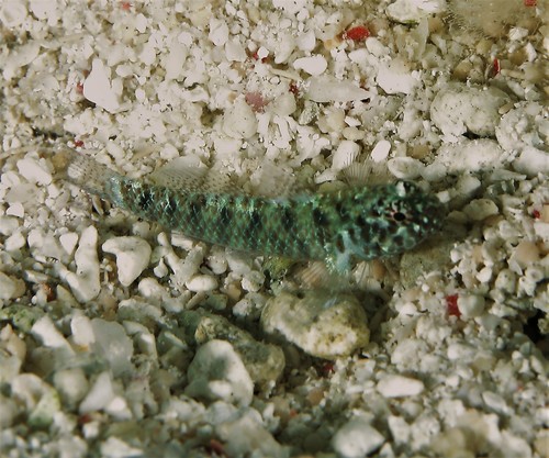 ภาพ ปลาบู่จิ๋ว queenslandica (Eviota queenslandica)