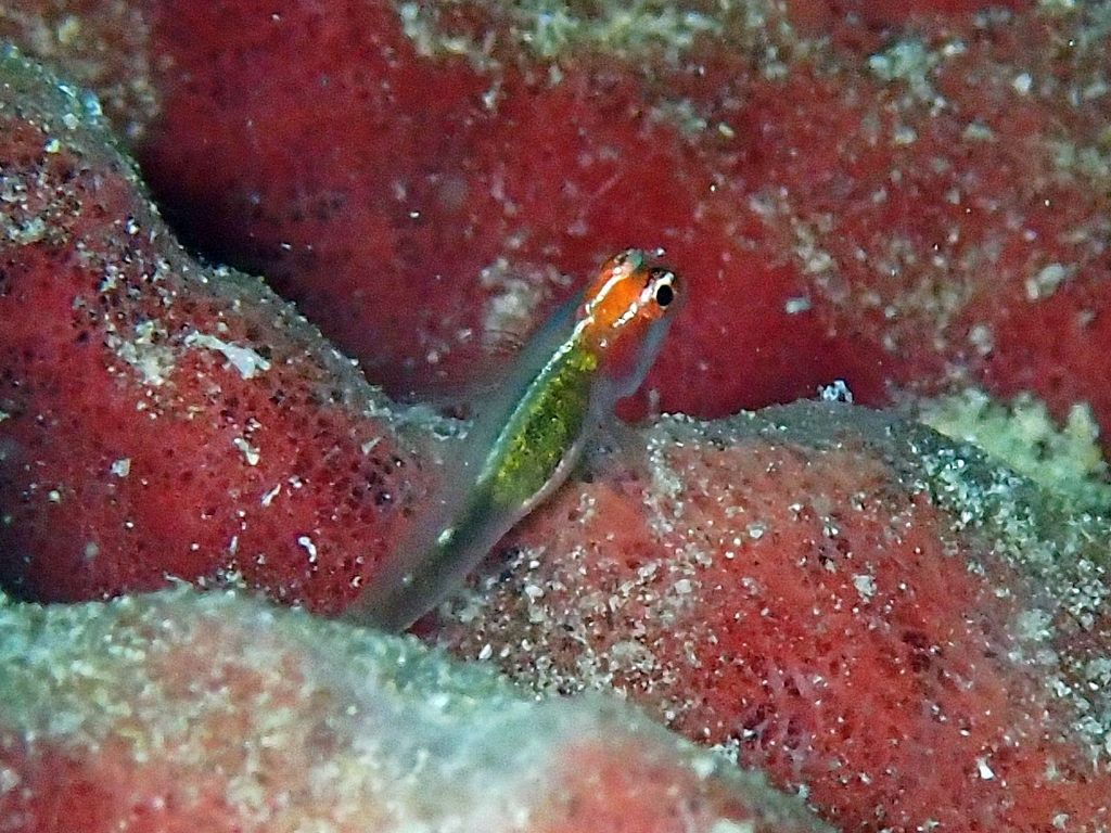 ภาพ ปลาบู่จิ๋วแดง (Eviota rubriceps)