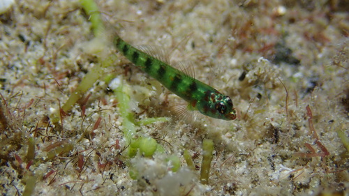 ภาพ ปลาบู่จิ๋วแคระบู่ (Eviota saipanensis)