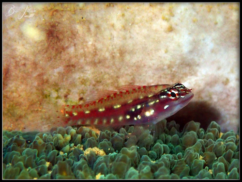 ภาพ ปลาบู่จิ๋ว spilota (Eviota spilota)
