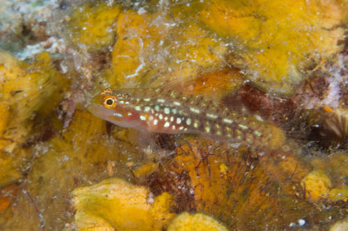 ภาพ ปลาบู่จิ๋วลายจุดแคระบู่ (Eviota storthynx)