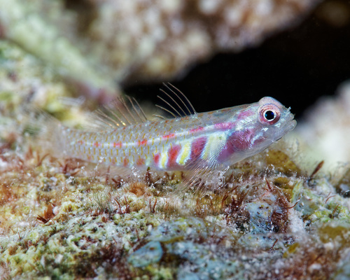 ภาพ ปลาบู่จิ๋ว teresae (Eviota teresae)