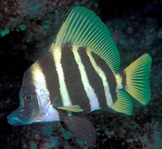 ภาพ ปลา acutirostris (Evistias acutirostris)