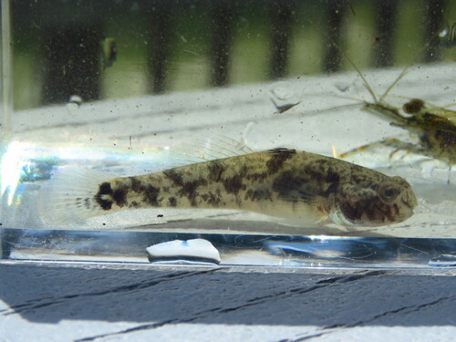 ภาพ ปลาบู่บู่ (Evorthodus lyricus)