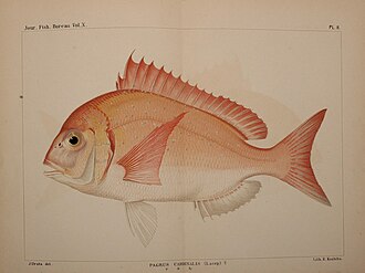 ภาพ ปลา cardinalis (Evynnis cardinalis)
