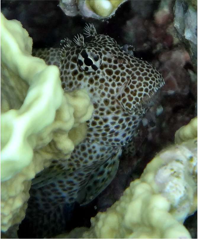 ภาพ ปลาตั๊กแตนหินชมพูลายจุดตั๊กแตนหิน (Exallias brevis)