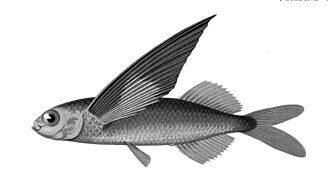 ภาพ ปลา obtusirostris (Exocoetus obtusirostris)
