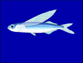 ภาพ ปลา volitans (Exocoetus volitans)