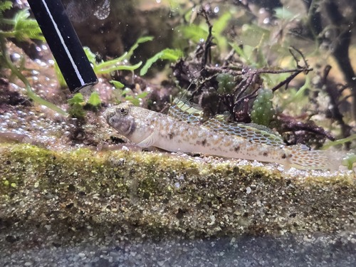 ภาพ ปลาบู่พื้นทรายบู่ (Favonigobius gymnauchen)