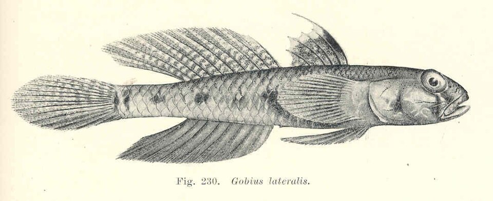 ภาพ ปลาบู่บู่ (Favonigobius lateralis)