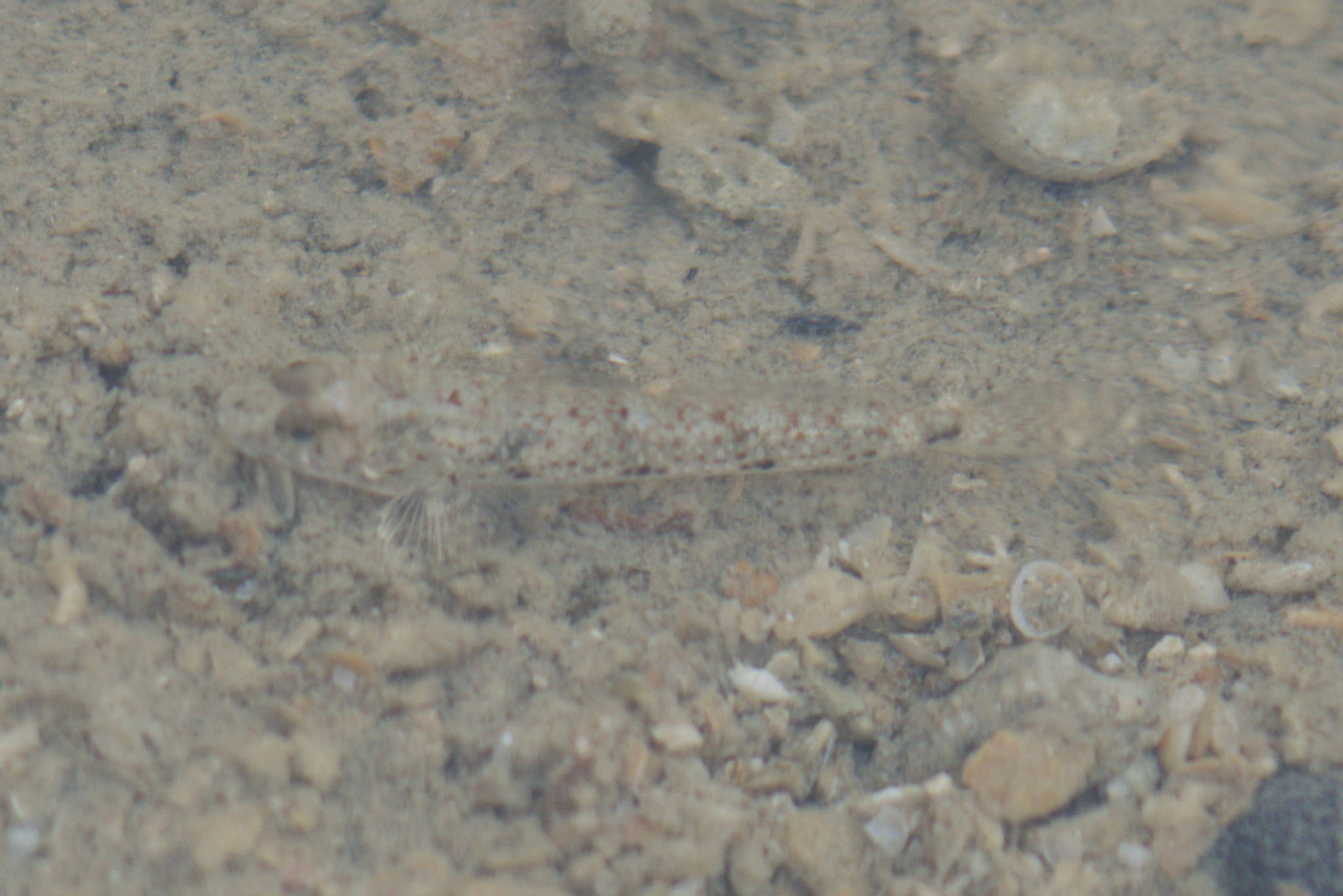 ภาพ ปลาบู่บู่ (Favonigobius melanobranchus)
