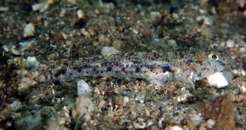 ภาพ ปลาบู่ opalescens (Favonigobius opalescens)