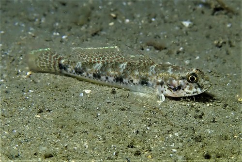 ภาพ ปลาบู่ punctatus (Favonigobius punctatus)
