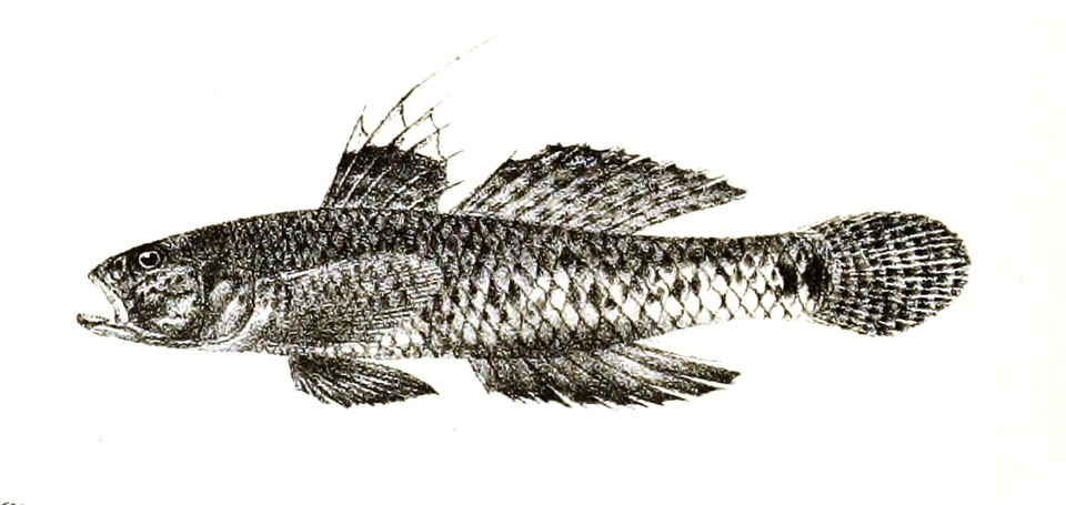 ภาพ ปลาบู่แปซิฟิกพื้นทรายบู่ (Favonigobius reichei)