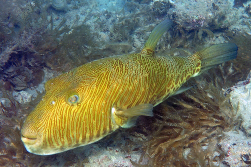 ภาพ ปลาปักเป้า multistriatus (Feroxodon multistriatus)