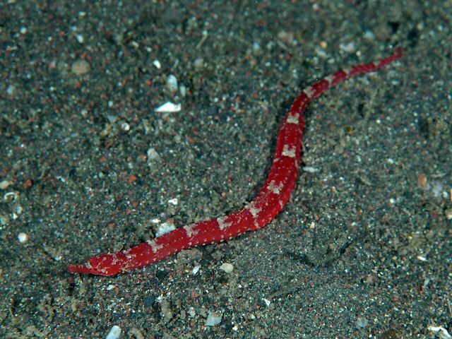 ภาพ ปลาจิ้มฟันจระเข้แดง (Festucalex erythraeus)