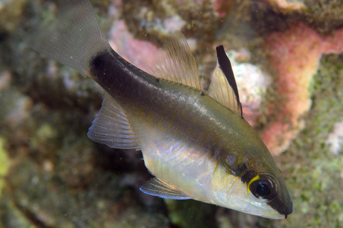 ภาพ ปลาอมไข่ครึ่งลายขวาง (Fibramia thermalis)