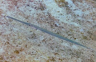 ภาพ ปลา commersonii (Fistularia commersonii)