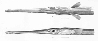 ภาพ ปลา corneta (Fistularia corneta)