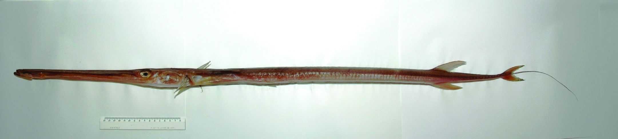 ภาพ ปลา petimba (Fistularia petimba)