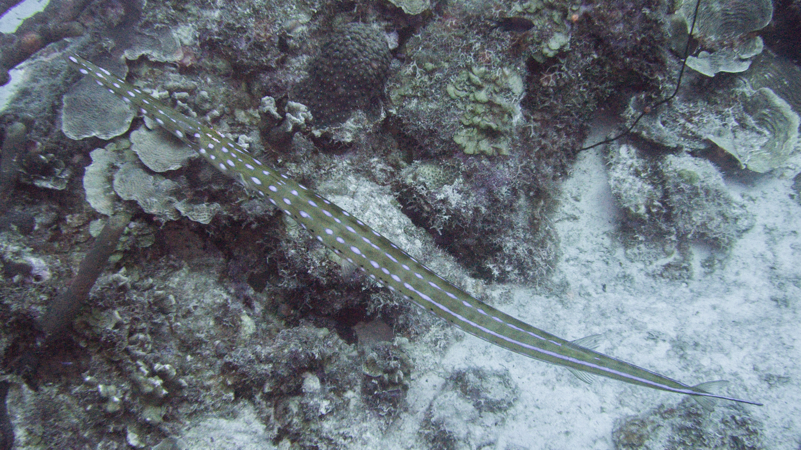 ภาพ ปลา tabacaria (Fistularia tabacaria)