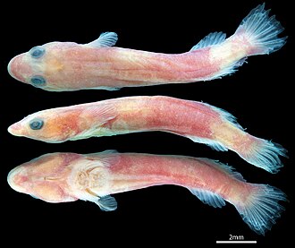 ภาพ ปลา incus (Flexor incus)