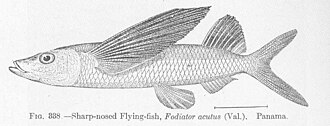 ภาพ ปลา acutus (Fodiator acutus)
