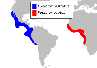 ภาพ ปลา rostratus (Fodiator rostratus)