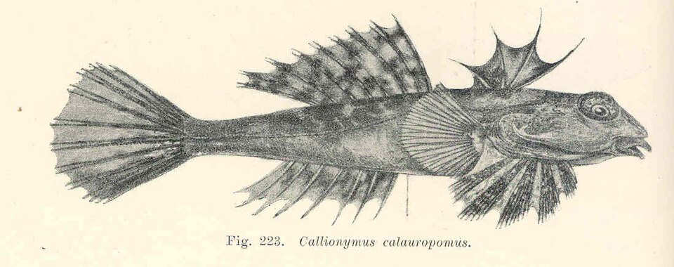 ภาพ ปลามังกรน้อยลายด่าง (Foetorepus calauropomus)