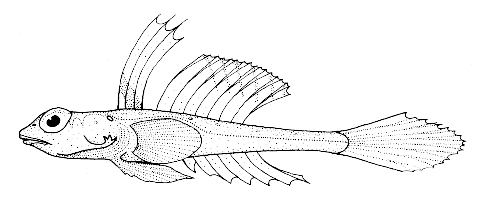 ภาพ ปลามังกรน้อย phasis (Foetorepus phasis)