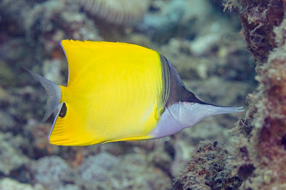 ภาพ ปลาผีเสื้อปากคีมเหลือง (Forcipiger flavissimus)