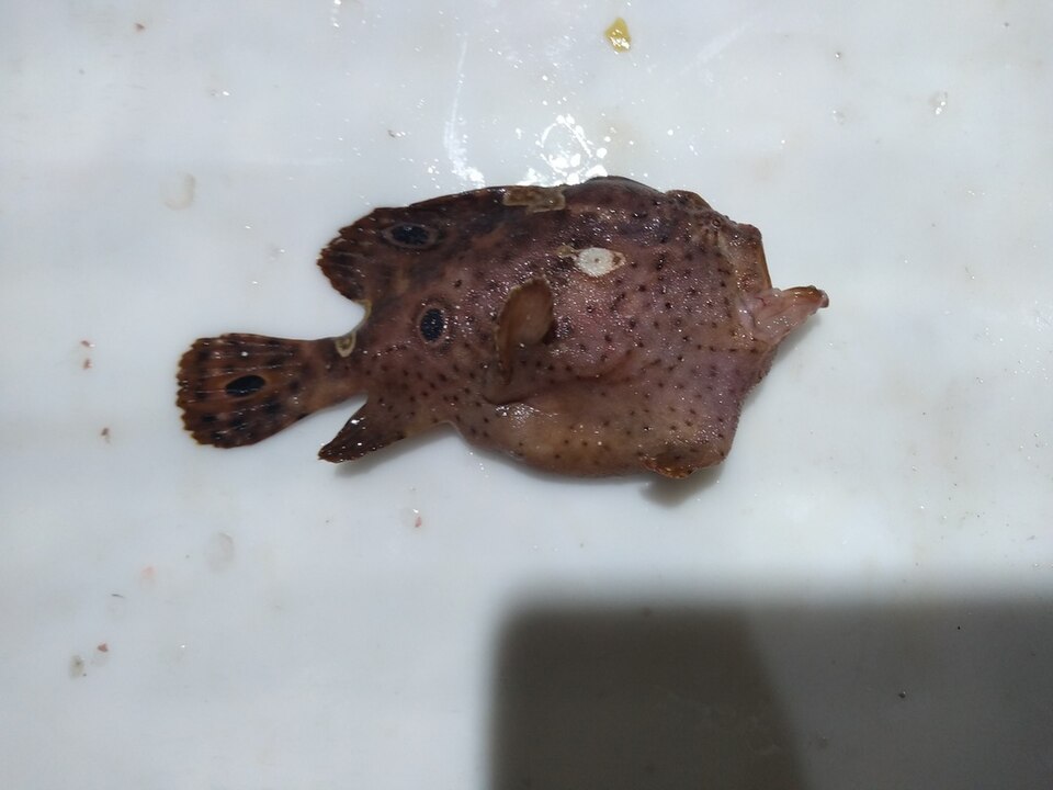 ภาพ ปลากบลายจุด (Fowlerichthys ocellatus)