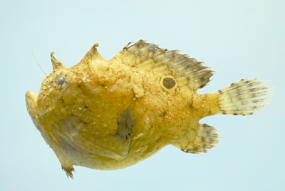 ภาพ ปลากบ radiosus (Fowlerichthys radiosus)